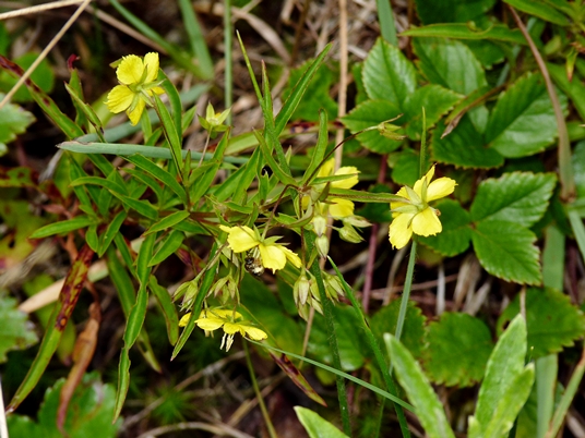 {Lysimachia lanceolata}